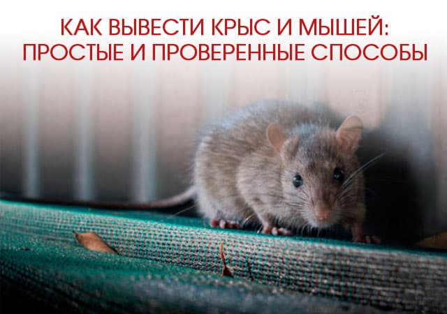 Как вывести крыс и мышей в Зарайске: простые и проверенные способы