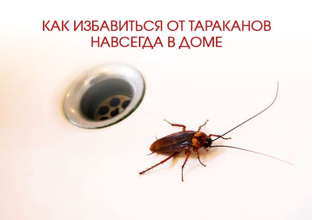 Как избавиться от тараканов в доме в Зарайске