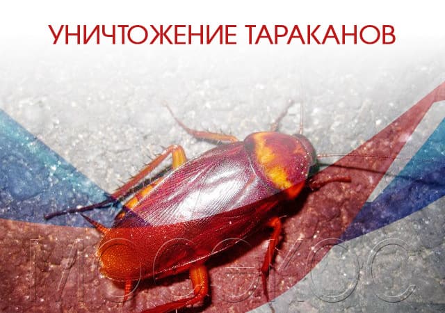 Уничтожение тараканов в Зарайске