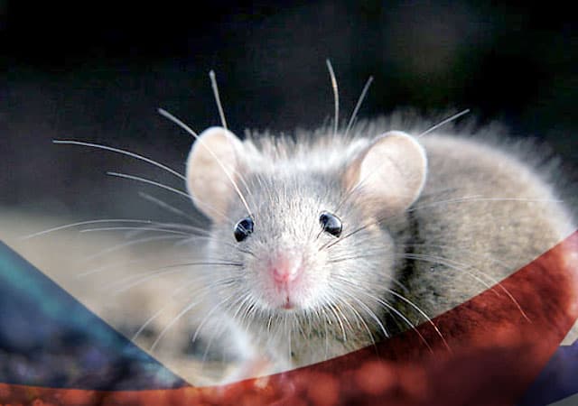 Уничтожение мышей в Зарайске